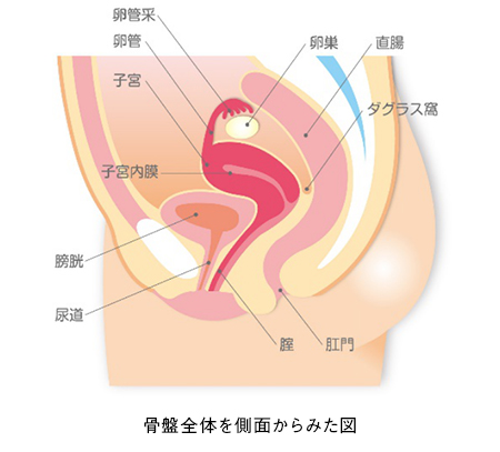 骨盤全体