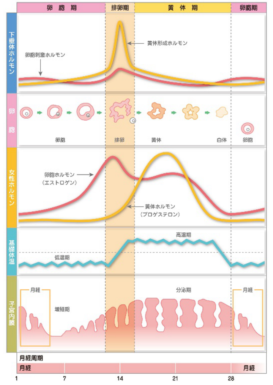 ホルモンの推移