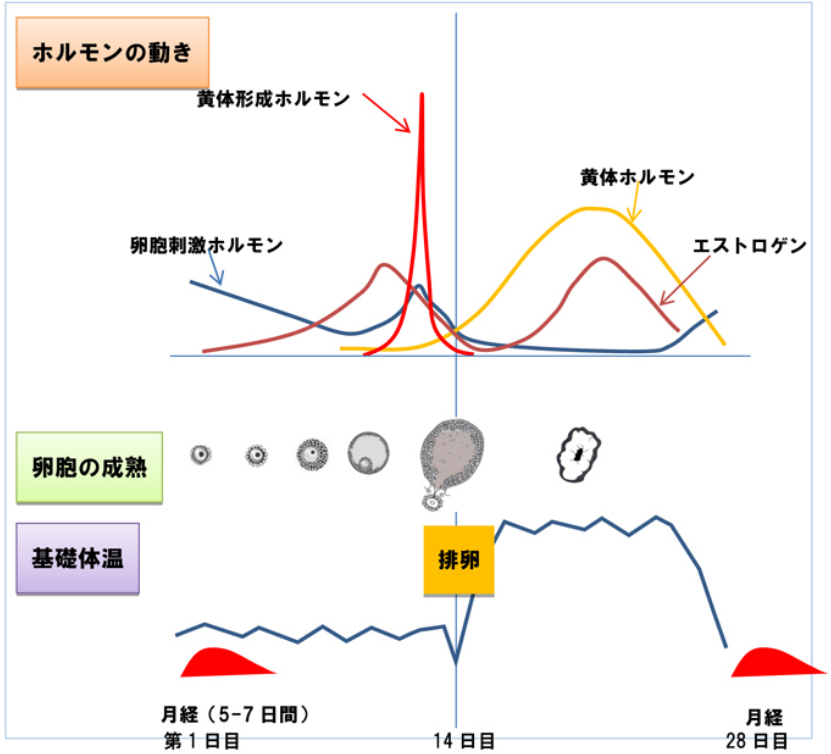 妊娠希望のタイミング指導